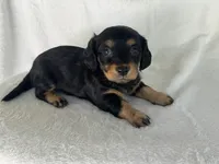 Milo, a male Miniature Dachshund for sale in Rome, GA – 1 of 4