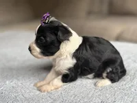 Stella, a female Poodle - Toy  and Miniature Aussiedoodle for sale in Rome, GA – 2 of 5