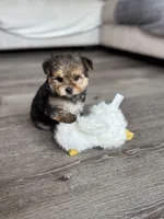 Reeces, a male Poodle - Toy  and Morkie for sale in Rome, GA – Photo 1 of 3