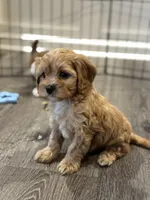 Hank, a male Cavapoo for sale in Rome, GA – Photo 5 of 5