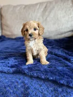 Hank, a male Cavapoo for sale in Rome, GA – Photo 4 of 5