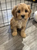 Hank, a male Cavapoo for sale in Rome, GA – Photo 1 of 5
