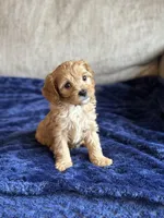 Hank, a male Cavapoo for sale in Rome, GA – Photo 3 of 5