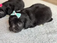 Candy, a female Poodle - Toy  and Miniature Aussiedoodle for sale in Rome, GA – 4 of 5