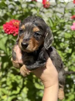 Buddy, a male Miniature Dachshund for sale in Rome, GA – 4 of 4