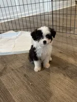 Oreo, a male Poodle - Toy  and Miniature Aussiedoodle for sale in Rome, GA – 3 of 3