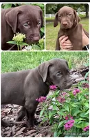 MOOSE , a male Catahoula Leopard Dog and German Shorthaired Pointer for sale in Lithia, FL – 3 of 9