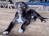 HIPPO, a male Catahoula Leopard Dog and German Shorthaired Pointer for sale in Lithia, FL – 2 of 10