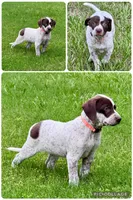 Antonio , a male Catahoula Leopard Dog and German Shorthaired Pointer for sale in Lithia, FL – 2 of 9