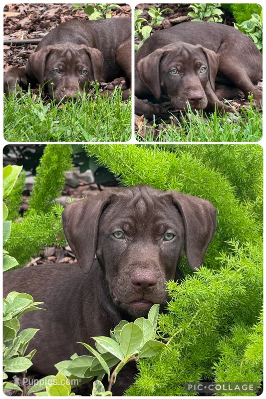 Herbert – Catahoula Leopard Dog, German Shorthaired Pointer puppy for sale in Lithia, FL