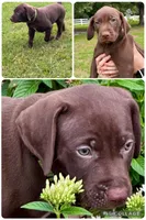 MOOSE , a male Catahoula Leopard Dog and German Shorthaired Pointer for sale in Lithia, FL – 2 of 9