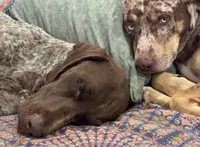 Goose, a male Catahoula Leopard Dog and German Shorthaired Pointer for sale in Lithia, FL – 9 of 9