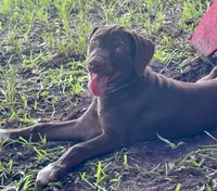 HIPPO, a male Catahoula Leopard Dog and German Shorthaired Pointer for sale in Lithia, FL – 5 of 10