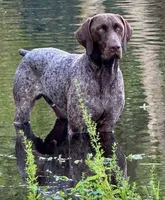 Mocha, a female Catahoula Leopard Dog and German Shorthaired Pointer for sale in Lithia, FL – 5 of 7