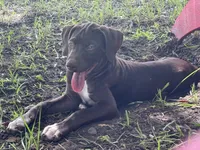 HIPPO, a male Catahoula Leopard Dog and German Shorthaired Pointer for sale in Lithia, FL – 8 of 10