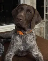 Herbert, a male Catahoula Leopard Dog and German Shorthaired Pointer for sale in Lithia, FL – 7 of 8