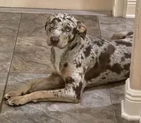 Goose, a male Catahoula Leopard Dog and German Shorthaired Pointer for sale in Lithia, FL – 4 of 9