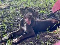 HIPPO, a male Catahoula Leopard Dog and German Shorthaired Pointer for sale in Lithia, FL – 4 of 10