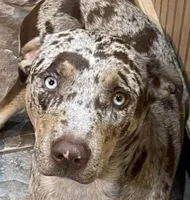 Antonio , a male Catahoula Leopard Dog and German Shorthaired Pointer for sale in Lithia, FL – 5 of 9