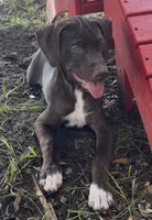 HIPPO, a male Catahoula Leopard Dog and German Shorthaired Pointer for sale in Lithia, FL – 9 of 10