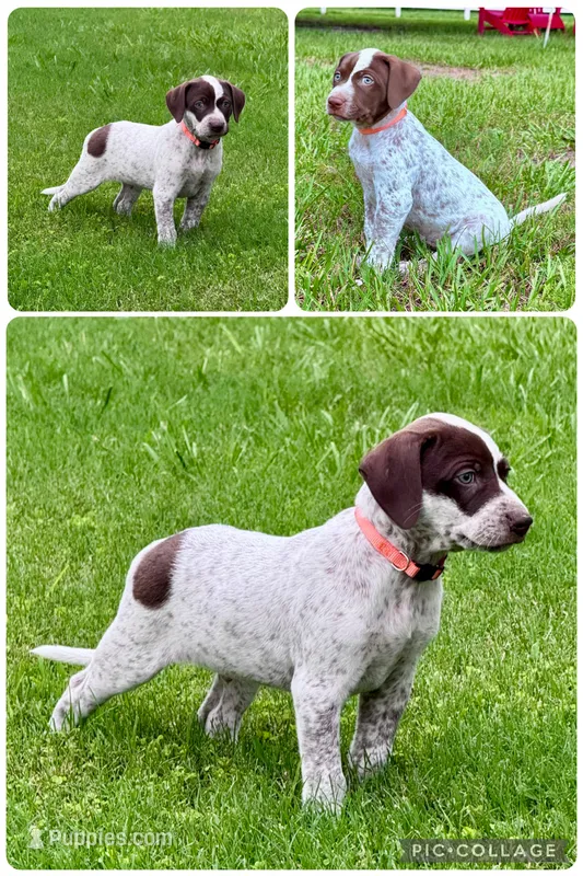 Antonio  – Catahoula Leopard Dog, German Shorthaired Pointer puppy for sale in Lithia, FL