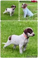 Antonio , a male Catahoula Leopard Dog and German Shorthaired Pointer for sale in Lithia, FL – 1 of 9