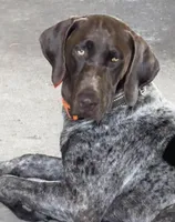Herbert, a male Catahoula Leopard Dog and German Shorthaired Pointer for sale in Lithia, FL – 6 of 8