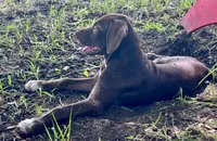 HIPPO, a male Catahoula Leopard Dog and German Shorthaired Pointer for sale in Lithia, FL – 7 of 10