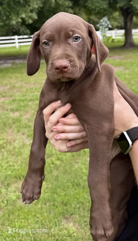 MOOSE  – Catahoula Leopard Dog, German Shorthaired Pointer puppy for sale in Lithia, FL
