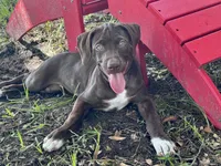 HIPPO, a male Catahoula Leopard Dog and German Shorthaired Pointer for sale in Lithia, FL – 6 of 10