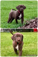 Goose, a male Catahoula Leopard Dog and German Shorthaired Pointer for sale in Lithia, FL – 1 of 9