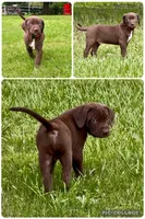 Goose, a male Catahoula Leopard Dog and German Shorthaired Pointer for sale in Lithia, FL – 2 of 9