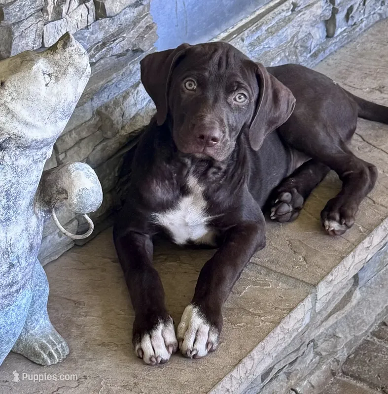 HIPPO – Catahoula Leopard Dog, German Shorthaired Pointer puppy for sale in Lithia, FL