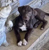 HIPPO, a male Catahoula Leopard Dog and German Shorthaired Pointer for sale in Lithia, FL – 1 of 10