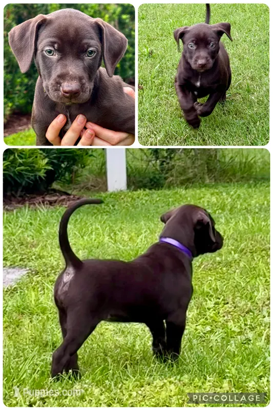 Mocha – Catahoula Leopard Dog, German Shorthaired Pointer puppy for sale in Lithia, FL