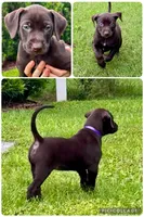 Mocha, a female Catahoula Leopard Dog and German Shorthaired Pointer for sale in Lithia, FL – 1 of 7