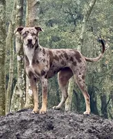 Antonio , a male Catahoula Leopard Dog and German Shorthaired Pointer for sale in Lithia, FL – 3 of 9