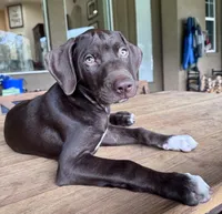 HIPPO, a male Catahoula Leopard Dog and German Shorthaired Pointer for sale in Lithia, FL – 3 of 10