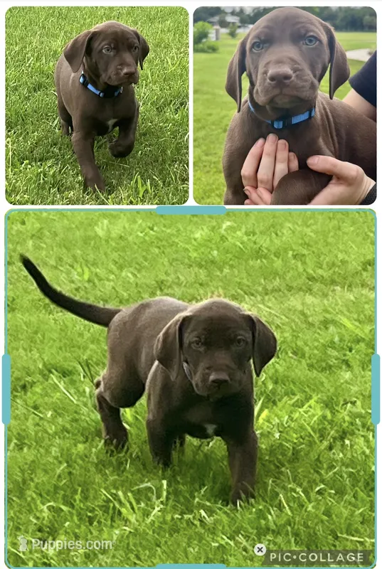 Herbert – Catahoula Leopard Dog, German Shorthaired Pointer puppy for sale in Lithia, FL