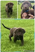 Herbert, a male Catahoula Leopard Dog and German Shorthaired Pointer for sale in Lithia, FL – 1 of 8