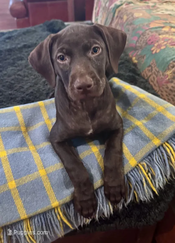 Mocha – Catahoula Leopard Dog, German Shorthaired Pointer puppy for sale in Lithia, FL