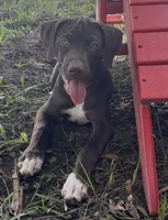 HIPPO, a male Catahoula Leopard Dog and German Shorthaired Pointer for sale in Lithia, FL – 10 of 10