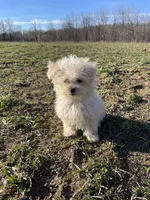 Lovey, a female Pomeranian and Poodle - Toy  for sale in Seymour, MO – Photo 2 of 3