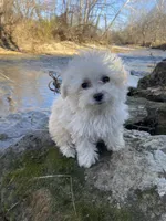 Lovey, a female Pomeranian and Poodle - Toy  for sale in Seymour, MO – Photo 1 of 3