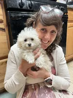 Lovey, a female Pomeranian and Poodle - Toy  for sale in Seymour, MO – Photo 3 of 3