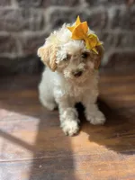 Cotton Candy, a female Poodle - Toy  for sale in Seymour, MO – 3 of 4