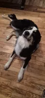 Handy, a male Australian Shepherd for sale in Seymour, MO – 2 of 2