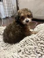 Chocolate chip, a male Poodle - Toy  for sale in Seymour, MO – Photo 1 of 3