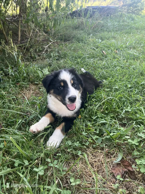 Baby Bowser – Australian Shepherd puppy for sale in Seymour, MO