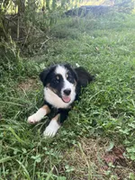 Baby Bowser, a male Australian Shepherd for sale in Seymour, MO – 1 of 10